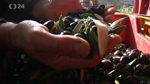 Zdražení olivového oleje