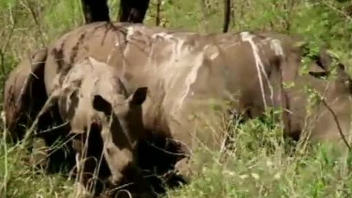 Boj britských princů za záchranu zvířat + rozhovor s P. Říhovou
