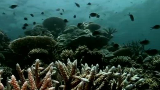 Fabien Cousteau stráví 31 dní pod vodou + rozhovor s M. Šandou