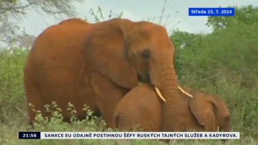 Záchrana sloních sirotků