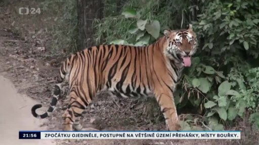 Tygři jsou v ohrožení