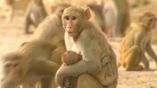 Indické Dillí okupují makakové