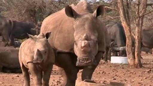 Obratlovci vymírají i kvůli lovcům + rozhovor s M. Bobkem