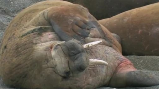 Úbytek ledu vyhnal mrože na pláže