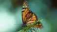 Miliony motýlů míří z USA do Mexika