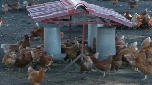 Farma v letním sídle papežů