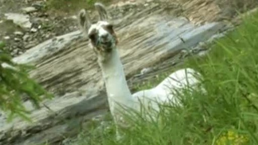 Lamy stráží ovce ve švýcarských Alpách