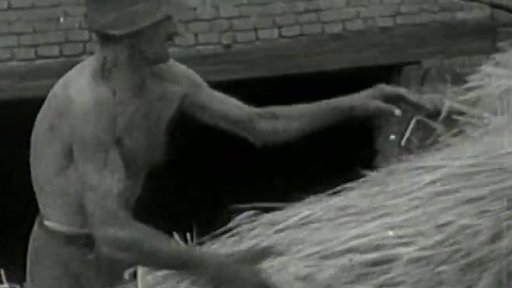 Žně ve Slavoňově (1950)