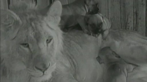Lev vychovává štěňata (1957)