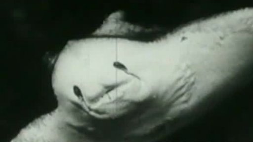 Průzkum hlubin oceánu (1959)