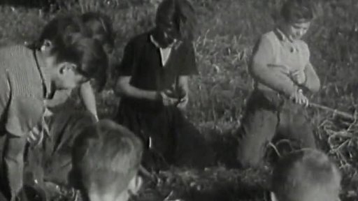 Jakost brambor (1953)