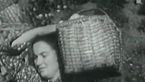 V Sovětském svazu sklízí mandarinky (1956)