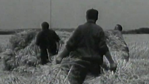 Hurbanovo: starosti o úrodu (1957)