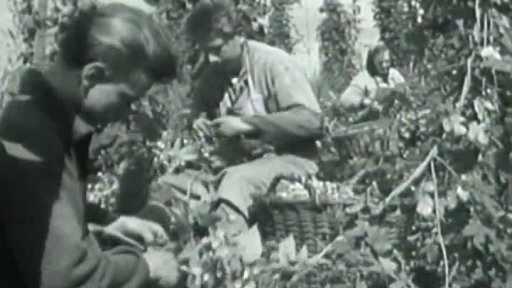 Chmel z Českého středohoří (1960)