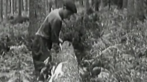 Šumavští dřevorubci (1954)