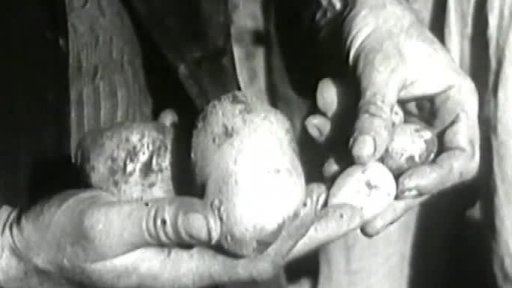 Úroda brambor (1954)