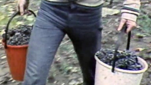 Most a vinobraní (1984)