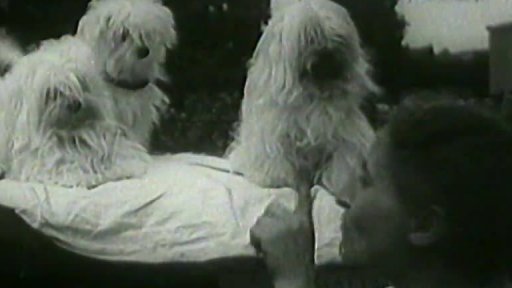 Přehlídka psí krásy (1956)