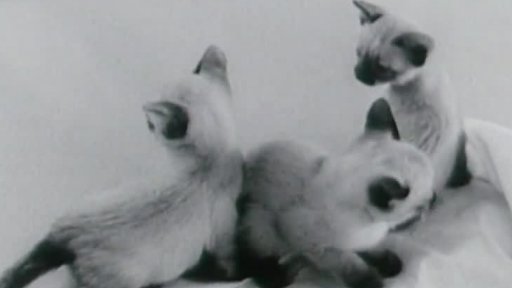 Kočičí výstava (1964)