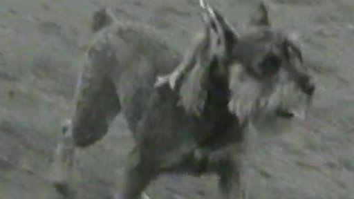 Výstava kníračů (1971)