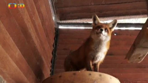 Zookoutek v Chuchelském háji