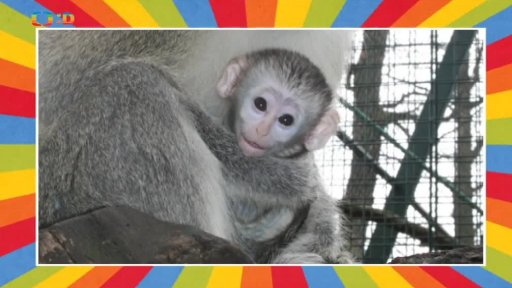 Hurá prázdniny v zoo