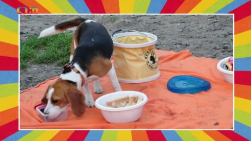 Den pejsků na hradě