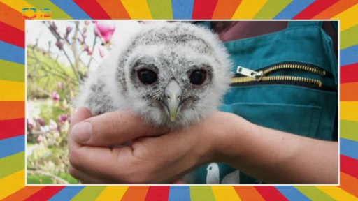 Pochod s veverkou Čiperkou