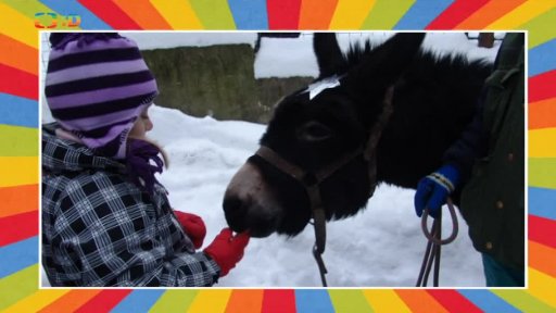 Strojení stromečků v zoo