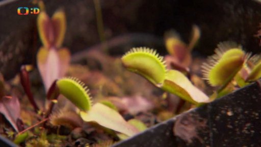 Masožravé rostliny