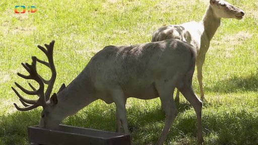 Příroda: Albinismus