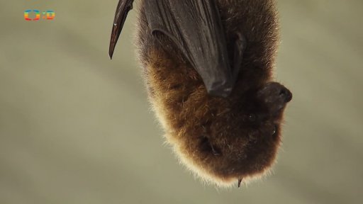 Příroda: Kaloňové