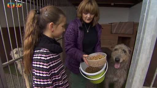 Příroda: Irský vlkodav