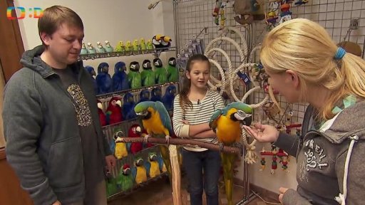 Příroda: Mluvící papoušci