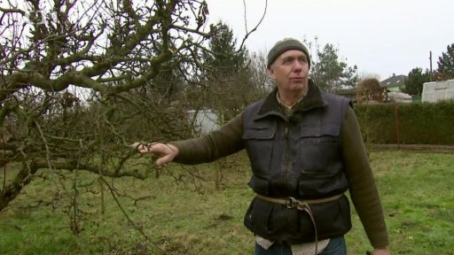 Řez ovocných stromů