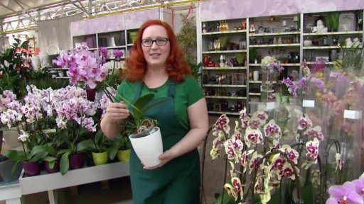 Pěstování orchidejí phalaenopsis