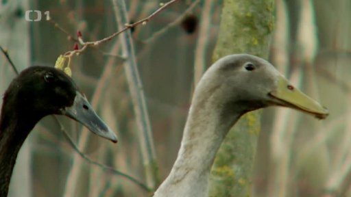 Kachny slimákožravky