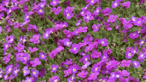 Půdokryvné rostliny