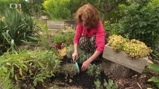 Zazimování bylinek