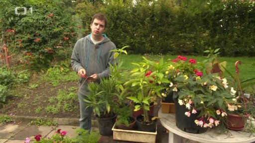 Letněné pokojové rostliny