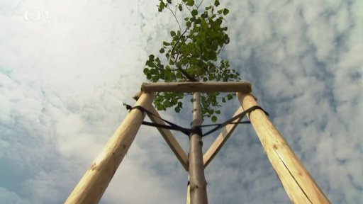 Výsadba vzrostlé dřeviny