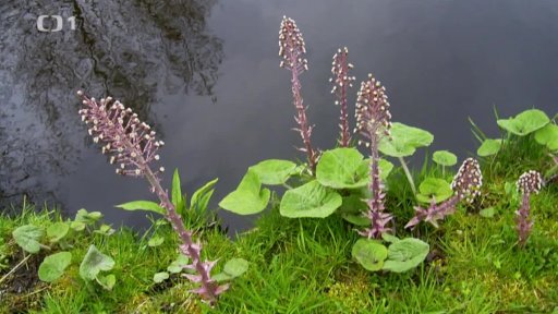 Čaj z devětsilu lékařského