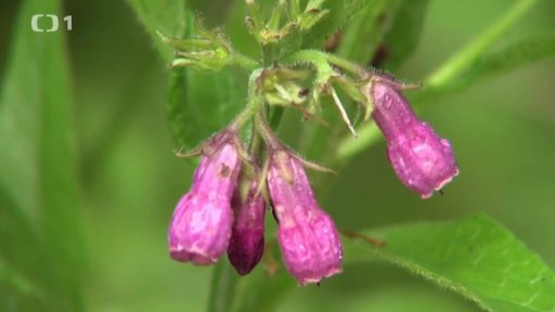 Kostival lékařský