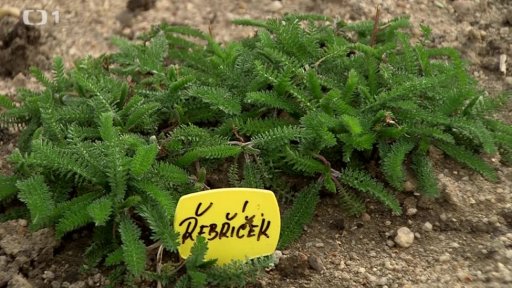 Řebříček obecný