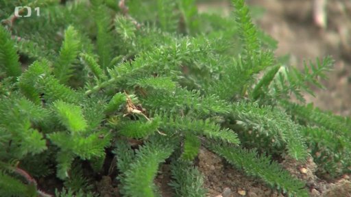 Řebříček obecný