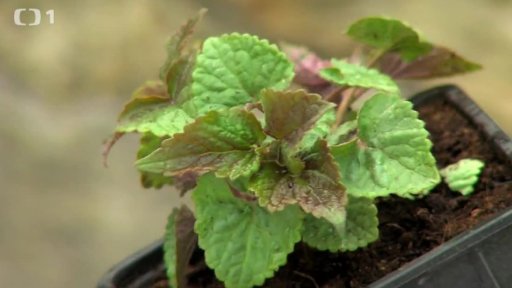 Pěstování bylinek: Agastache anýzová