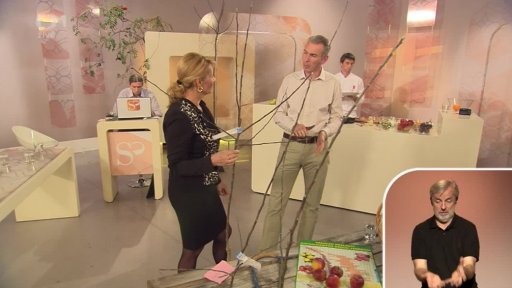 Jablka – péče o jabloně