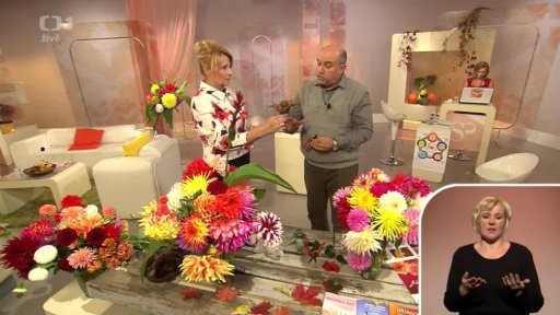 Podzimní květiny: jiřiny – Pavel Ševčík