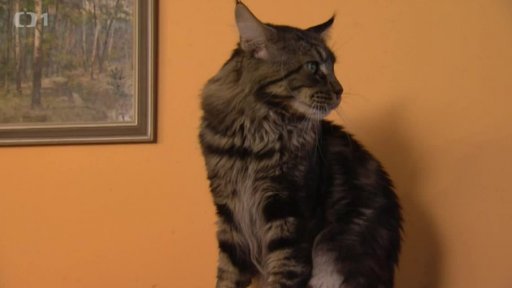 Mainské mývalí kočky