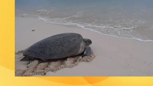 Ochrana mořských želv